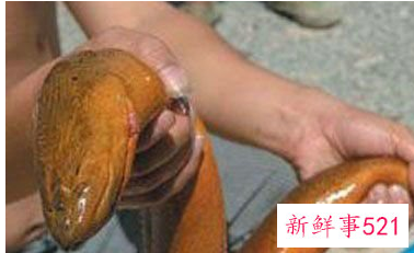 世界上最大的动物是什么