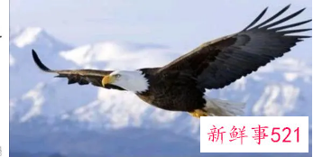 梦见苍鹰是什么寓意