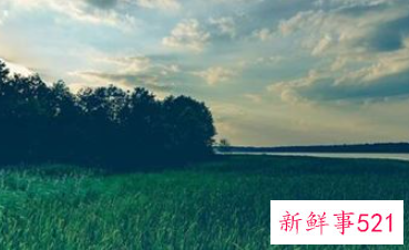 梦见草木茂盛有什么征兆