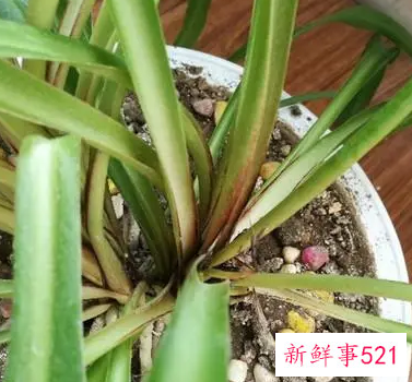 吊兰烂根怎么办