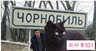 世界上最大的动物是什么