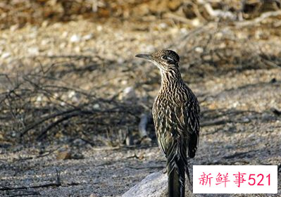 梦见杜鹃花是什么意思