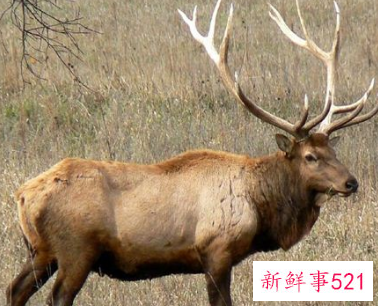 梦见麋鹿四不像是什么寓意