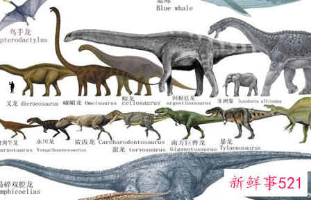 世界上最大的动物是什么