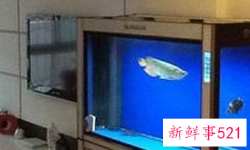 养鱼方法和技巧