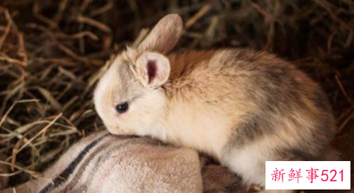 属兔的女性几月出生好