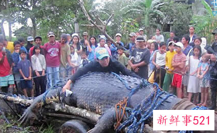 世界上最大的动物是什么