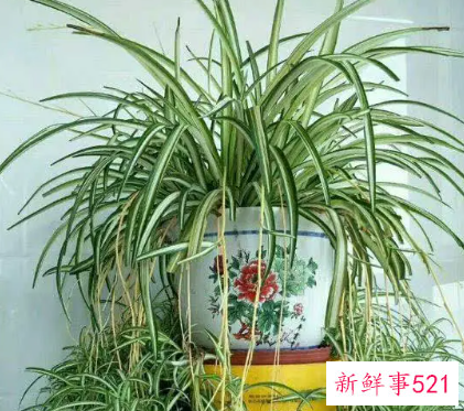 吊兰烂根怎么办