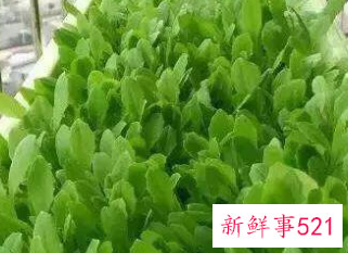 为什么室内种菜长不大