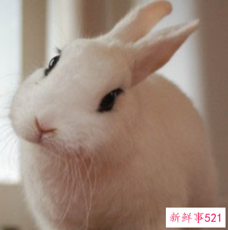 属兔人3月份会恋爱吗