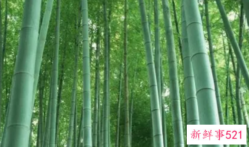 梦见竹林中漫步有什么征兆