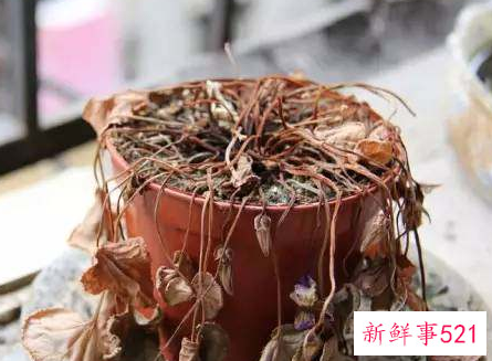 家居风水哪些东西不宜太多