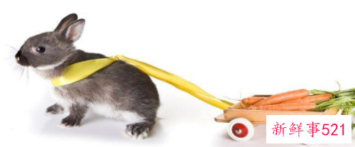 属兔的女性几月出生好