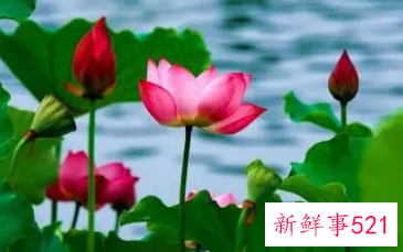 荷花经典一句话