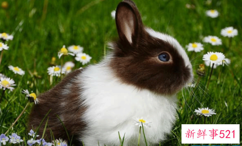 1987女兔命好不好