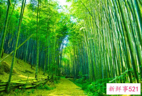 梦见竹林中漫步有什么征兆