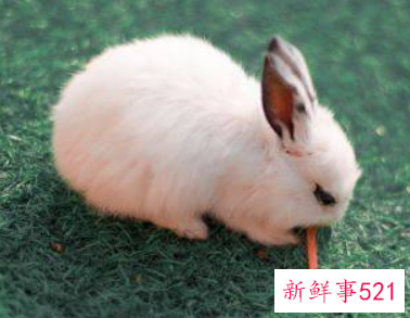 属兔的女性几月出生好