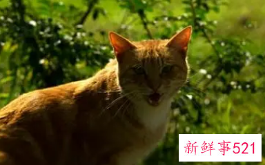 梦见大黄猫追我是什么意思