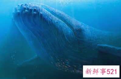 世界上最大的动物是什么