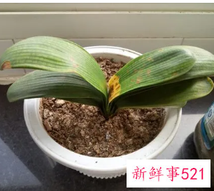 君子兰叶子尖发黄怎么办