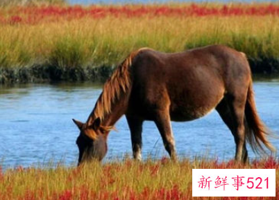 梦见骡马是什么意思