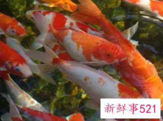 多大的锦鲤就有了灵性