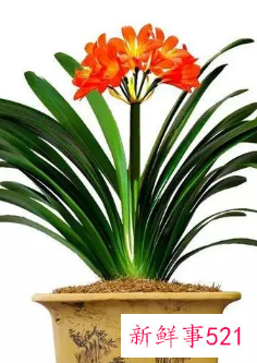 属羊女幸运花是什么花