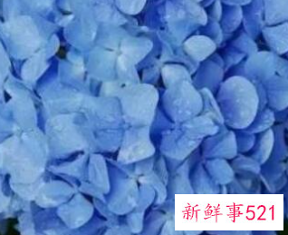 蓝色的美好寓意