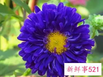 属羊女幸运花是什么花