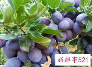 西梅中药的功效