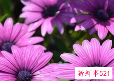 属羊女幸运花是什么花