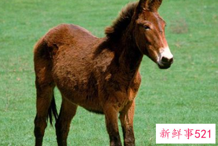 梦见骡马是什么意思