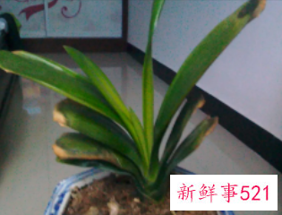 君子兰叶子尖发黄怎么办