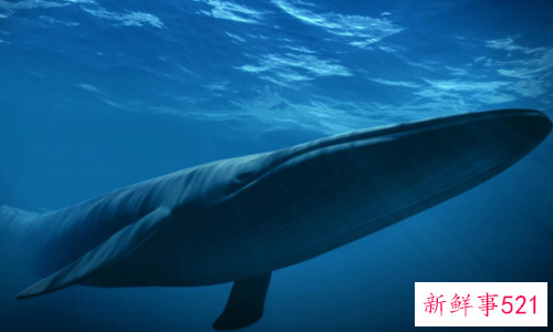 世界上最大的动物是什么