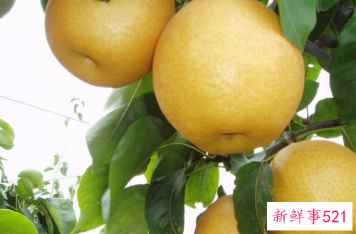 怀孕梦见梨有什么寓意