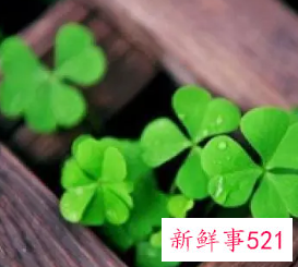 用花草做头像的男人