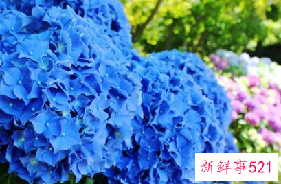 蓝色的美好寓意