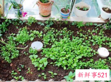 为什么室内种菜长不大