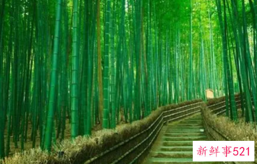 梦见竹林中漫步有什么征兆