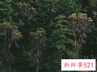 梦见草木茂盛有什么征兆