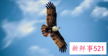 梦见苍鹰是什么寓意