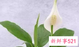 象征家庭幸福美满的植物