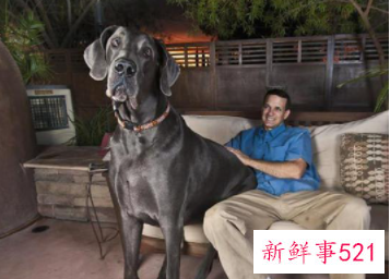 世界上最大的动物是什么