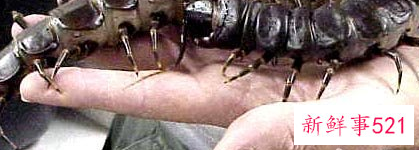 世界上最大的动物是什么