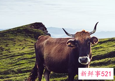 梦见祭祀用牛是什么意思