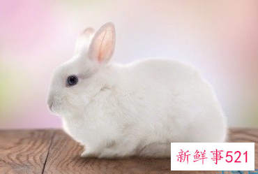 1987女兔命好不好