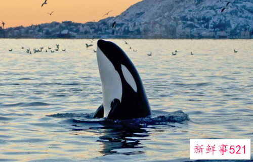 世界上最大的动物是什么