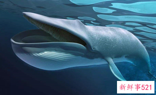 世界上最大的动物是什么