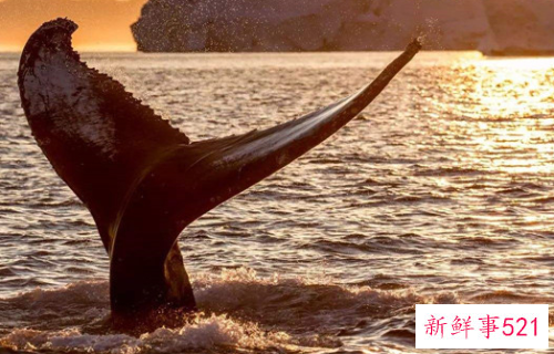 世界上最大的动物是什么