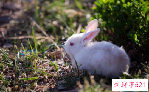 1987女兔命好不好